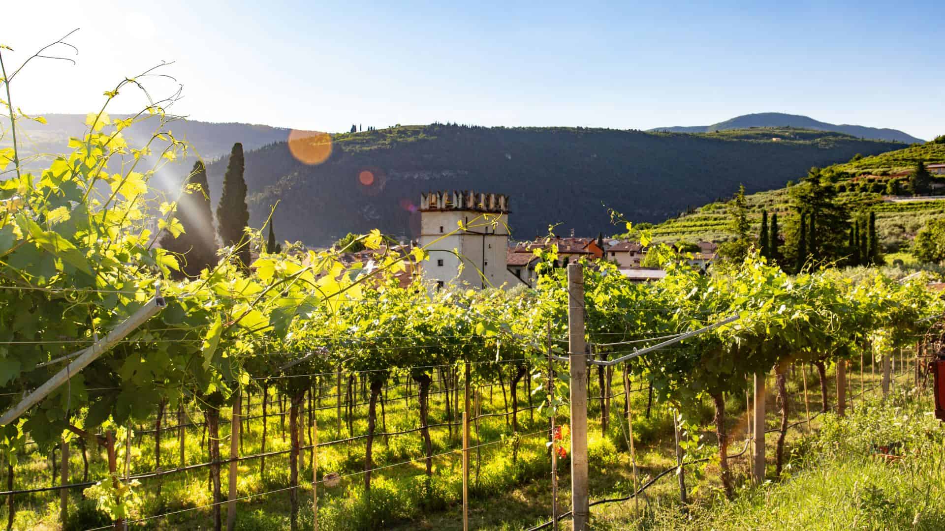 Landscape in Veneto where vineyards are cultivated. Photo by Daniel Vogel