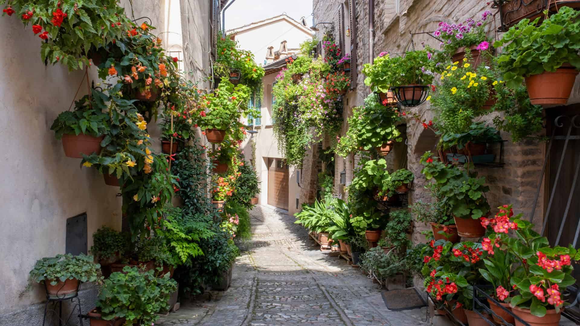A street full of flowers in Spello