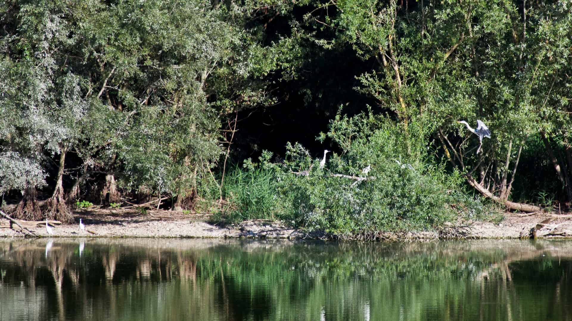 Natürlicher Ausblick auf das Naturschutzgebiet Ripa Bianca. Foto von Filippo Tittarelli